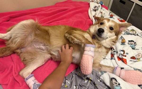 Sophia, a ADOPTABLE mixed breed in Los Angeles, CA image 5/6
