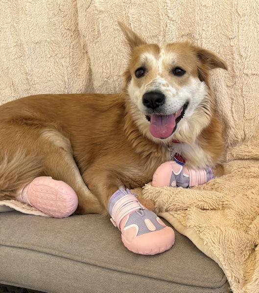 Sophia, a ADOPTABLE mixed breed in Los Angeles, CA image 6/6
