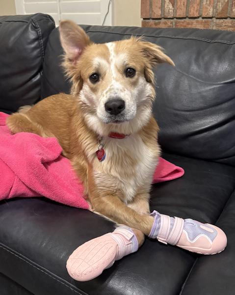 Sophia, a ADOPTABLE mixed breed in Los Angeles, CA image 4/6