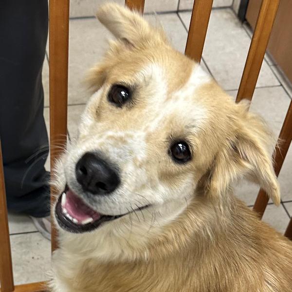 Enlarge Sophia - bonded with Patches, a ADOPTABLE mixed breed in Los Angeles, CA image 1/6