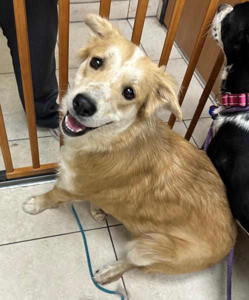 Enlarge Sophia - bonded with Patches, a ADOPTABLE mixed breed in Los Angeles, CA image 2/6
