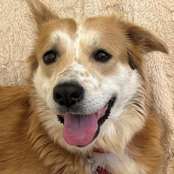 Sophia, a ADOPTABLE mixed breed in Los Angeles, CA image 1/6