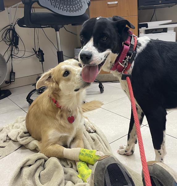 Enlarge Sophia - bonded with Patches, a ADOPTABLE mixed breed in Los Angeles, CA image 3/6