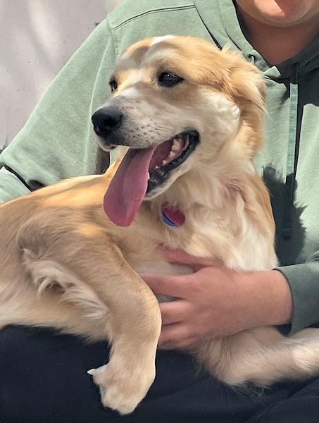 Enlarge Sophia - bonded with Patches, a ADOPTABLE mixed breed in Los Angeles, CA image 5/6