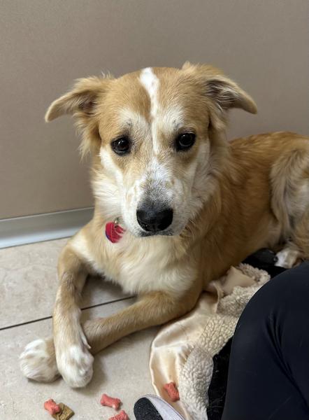 Enlarge Sophia - bonded with Patches, a ADOPTABLE mixed breed in Los Angeles, CA image 6/6