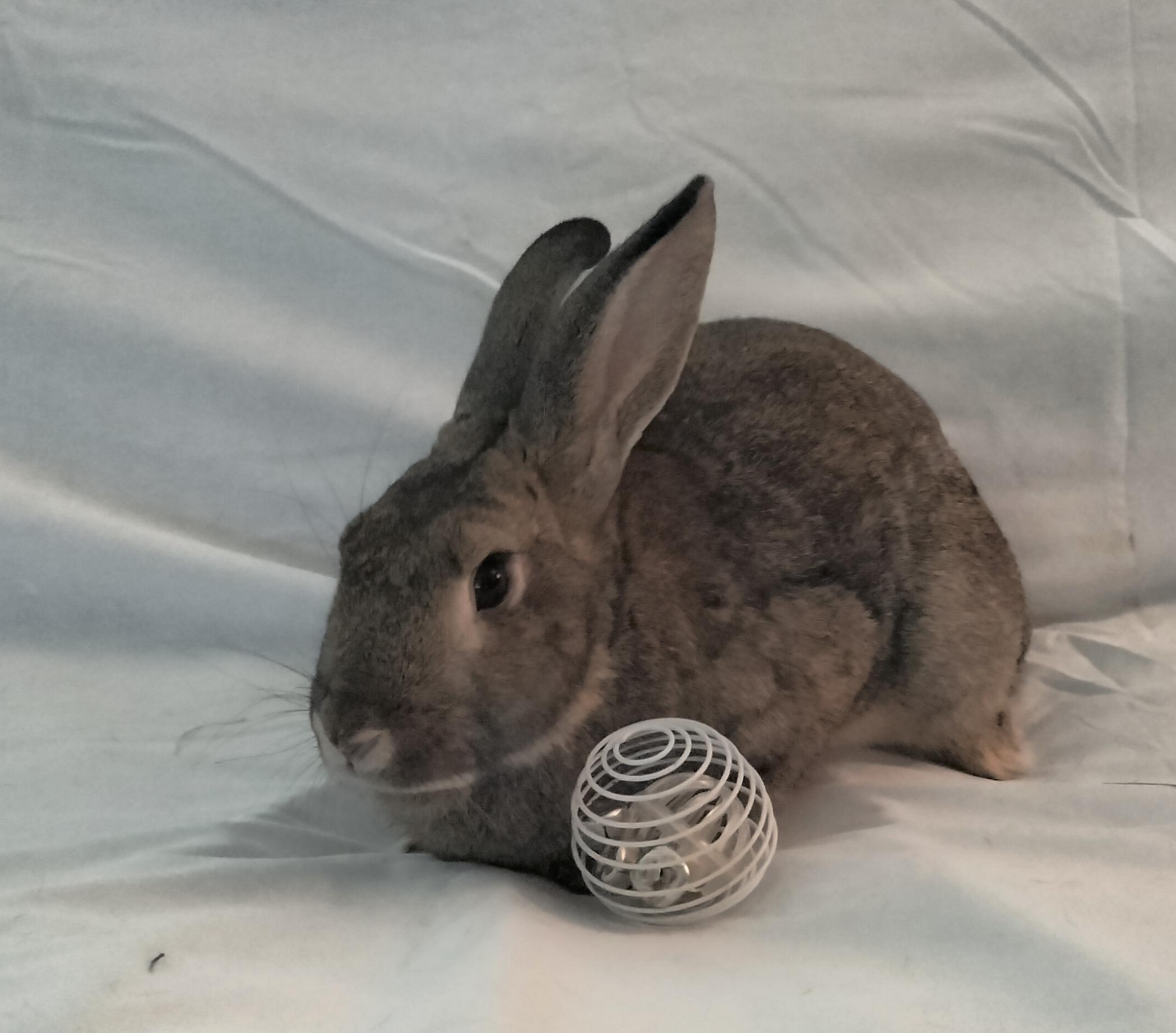 Enlarge Mars, a Adoptable Bunny Rabbit in Albuquerque, NM image 2/6