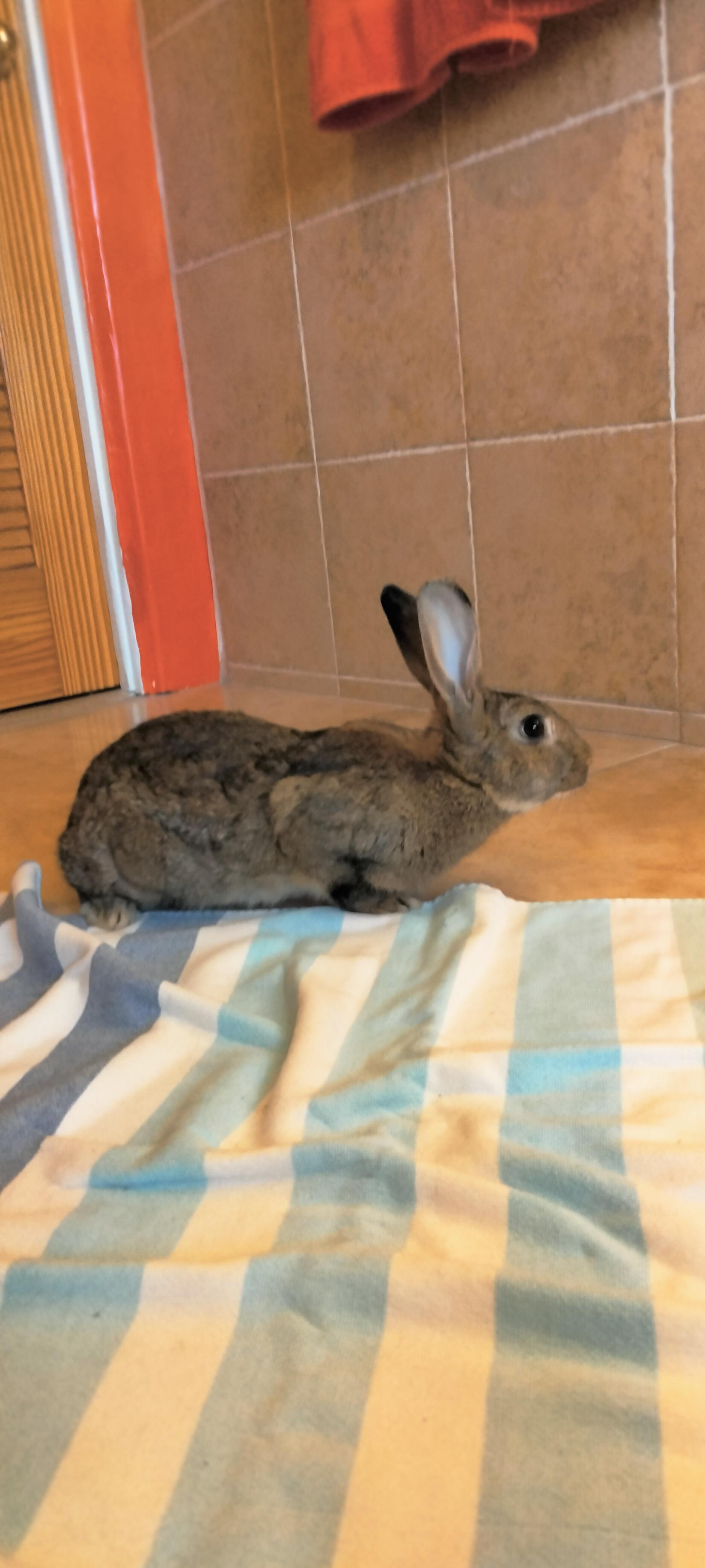 Enlarge Mars, a Adoptable Bunny Rabbit in Albuquerque, NM image 6/6