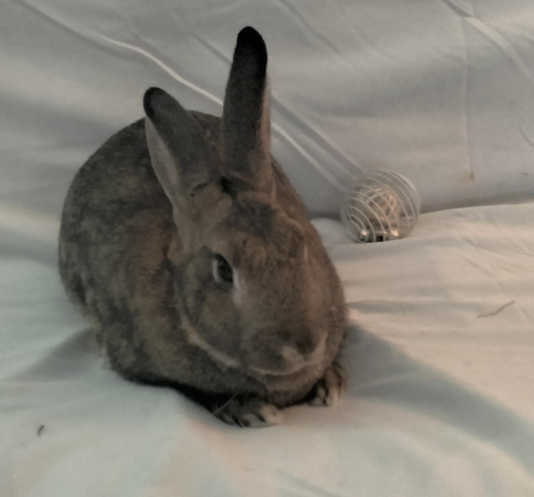 Enlarge Mars, a Adoptable Bunny Rabbit in Albuquerque, NM image 3/6