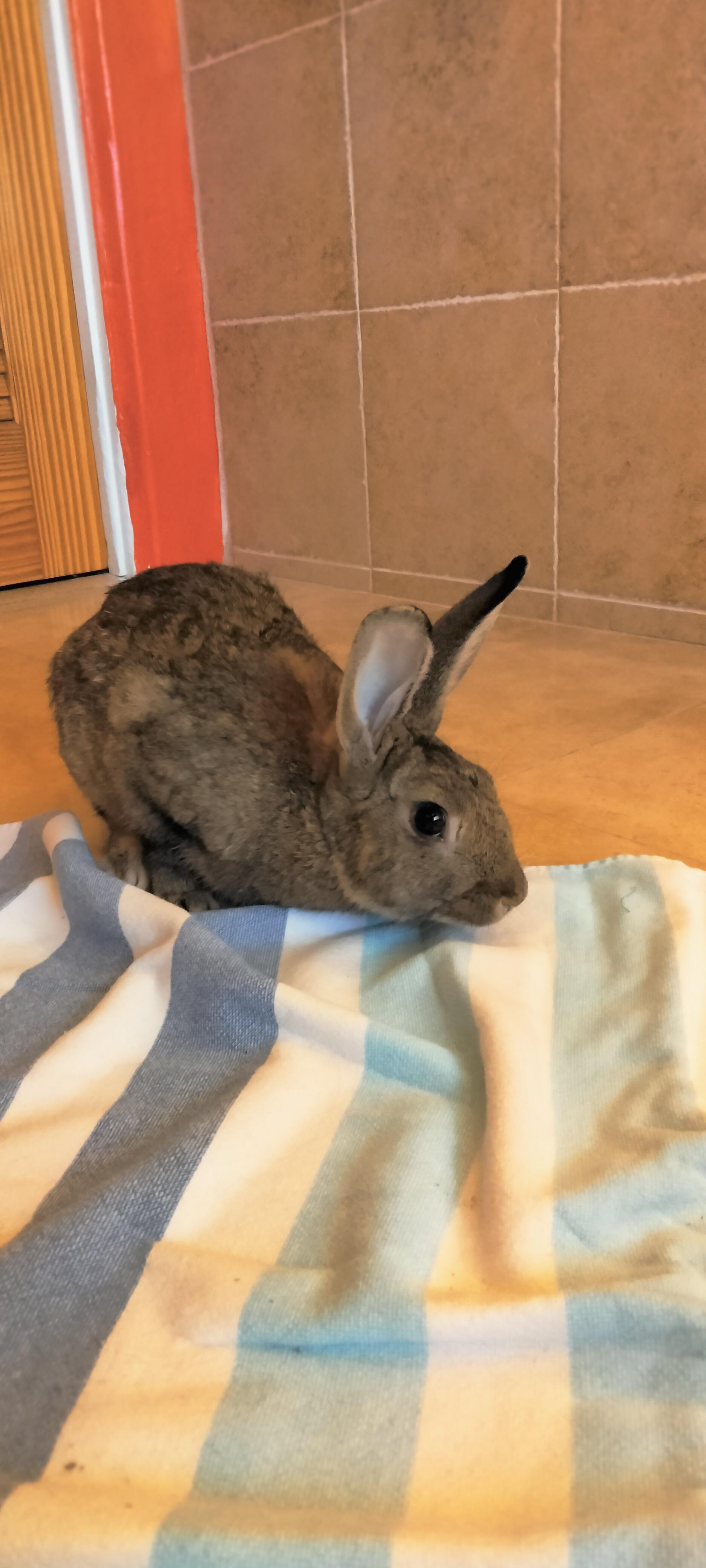 Enlarge Mars, a Adoptable Bunny Rabbit in Albuquerque, NM image 5/6