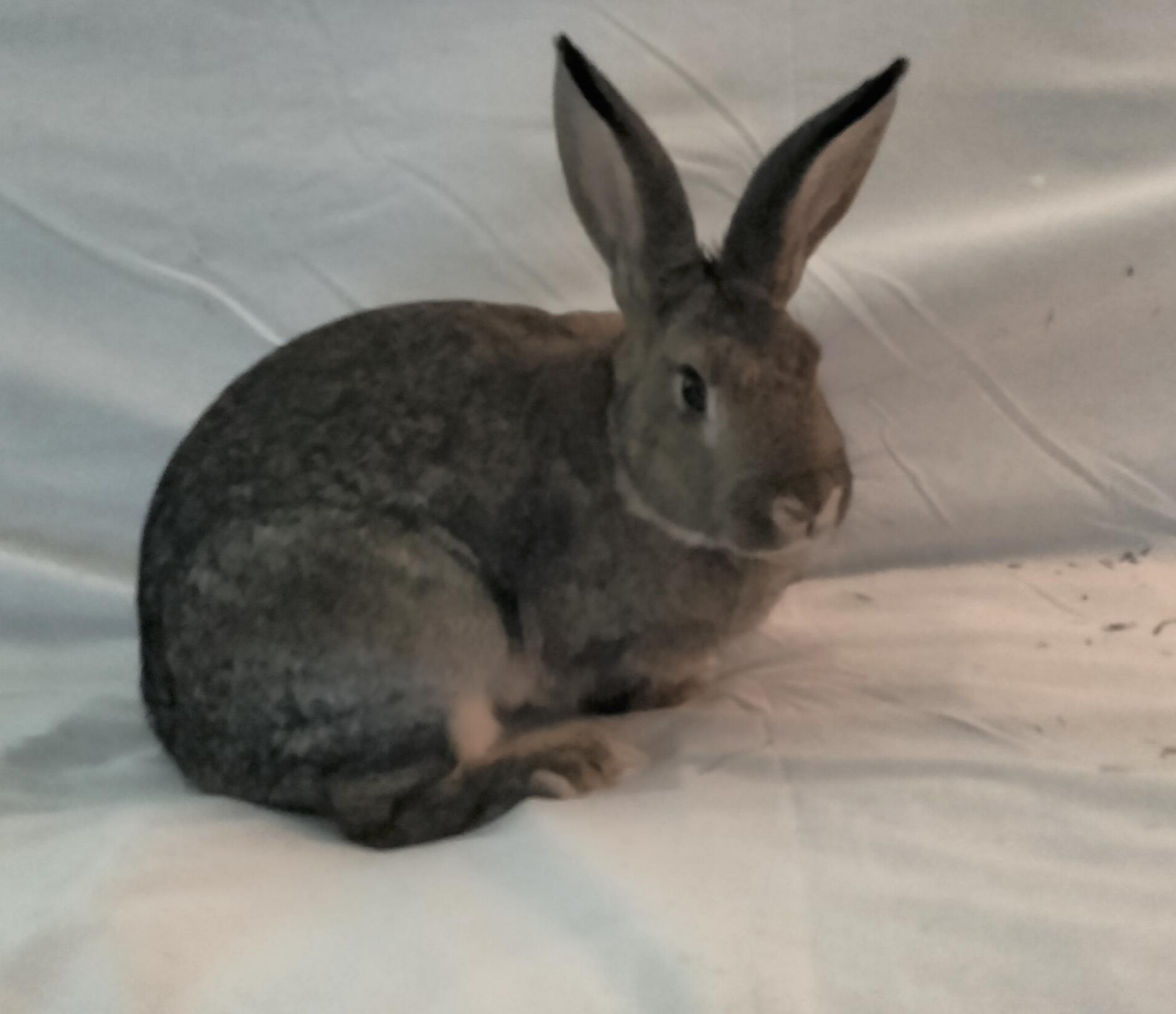 Enlarge Mars, a Adoptable Bunny Rabbit in Albuquerque, NM image 4/6