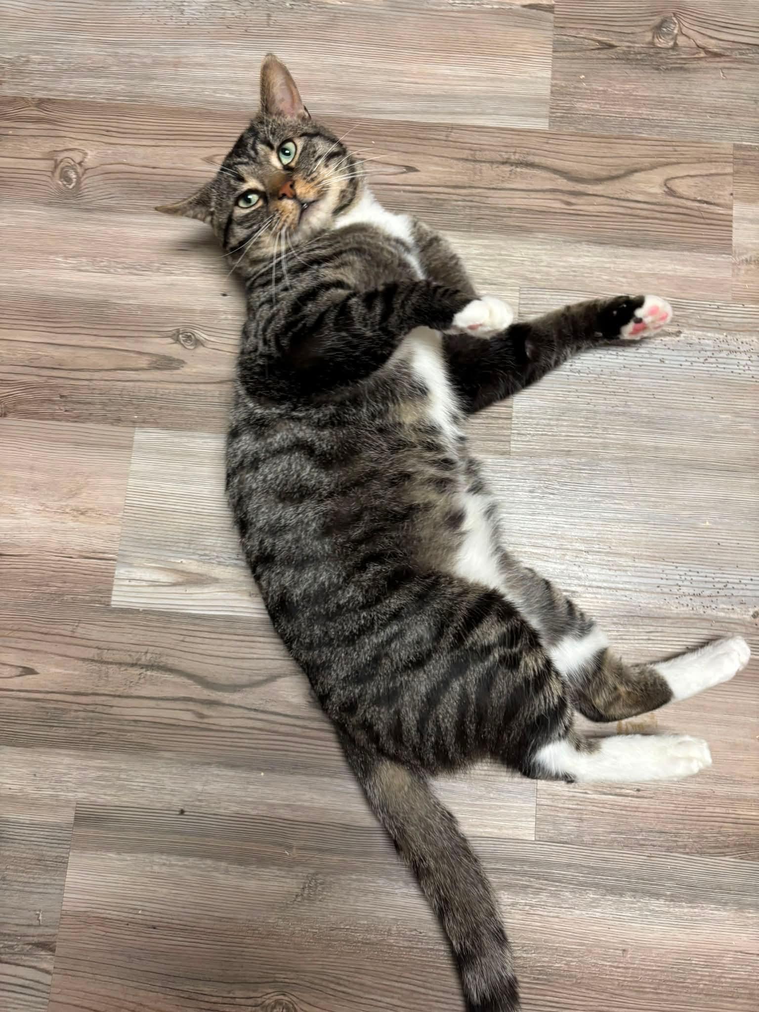 Domino, Adoptable, Adult Male Domestic Short Hair.