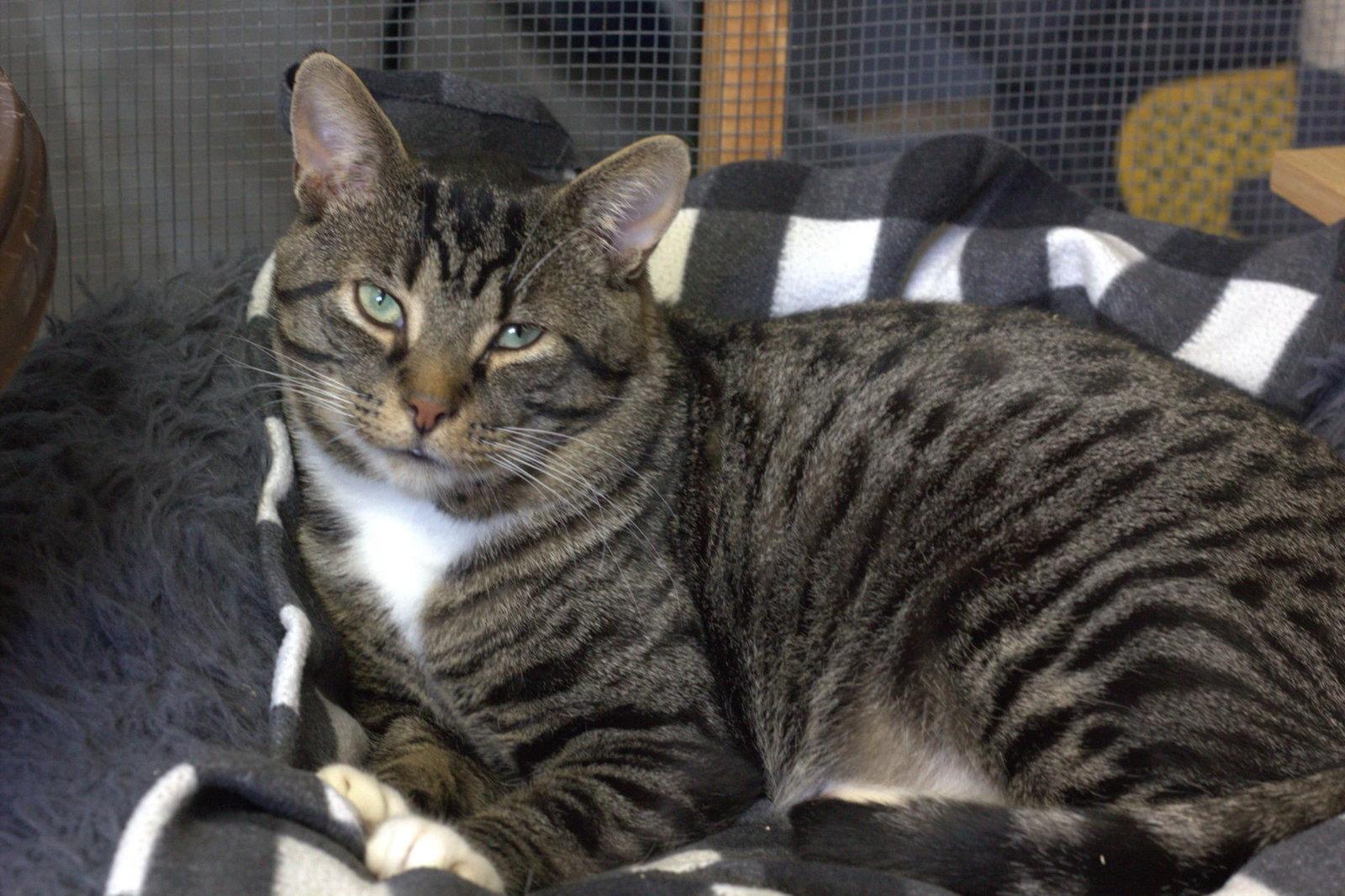 Enlarge Domino, a Adoptable Domestic Short Hair in Montreal, QC image 2/2
