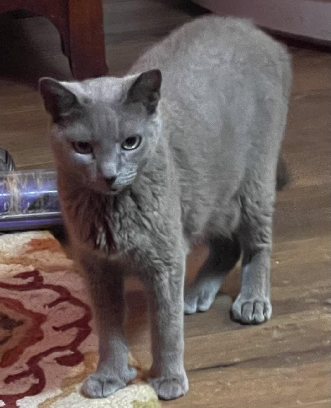MS Grey, an adopted mixed breed in san antonio, TX image 3/3