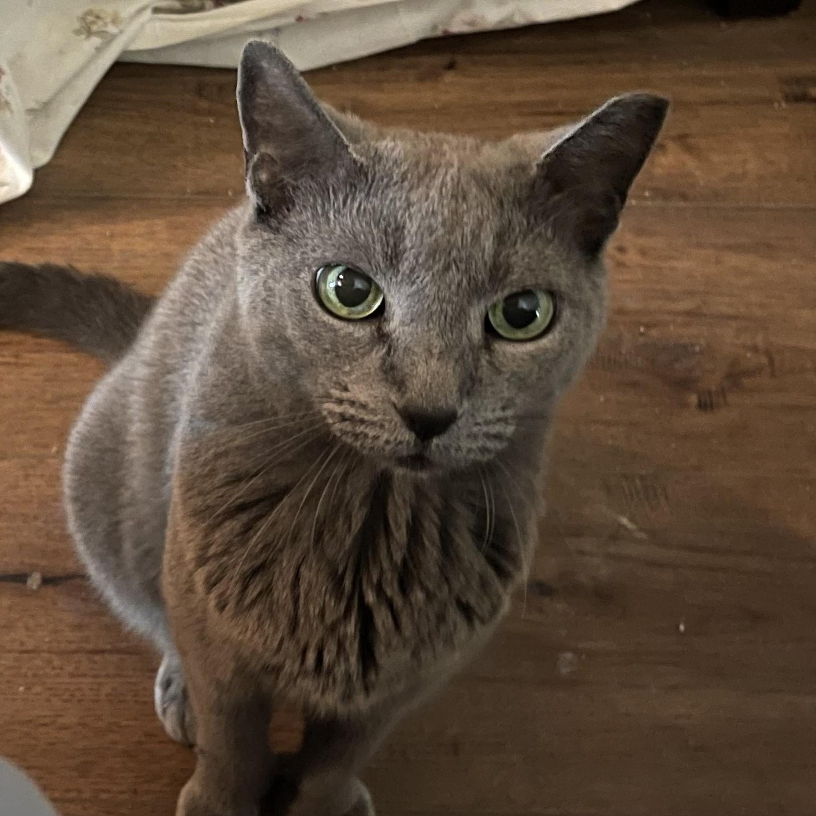 MS Grey, adopted, Adult Female Russian Blue.