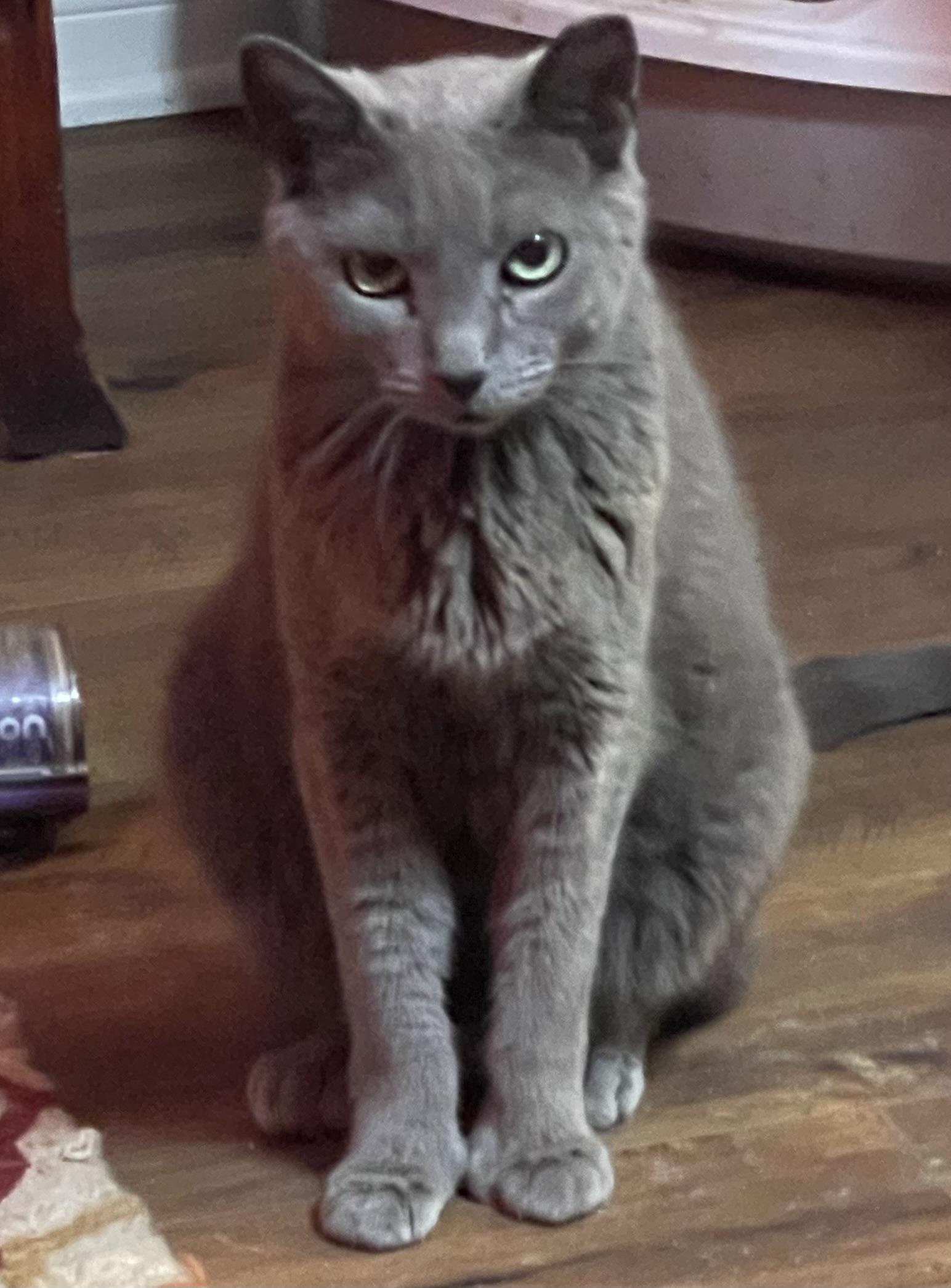 MS Grey, an adopted mixed breed in san antonio, TX image 2/3