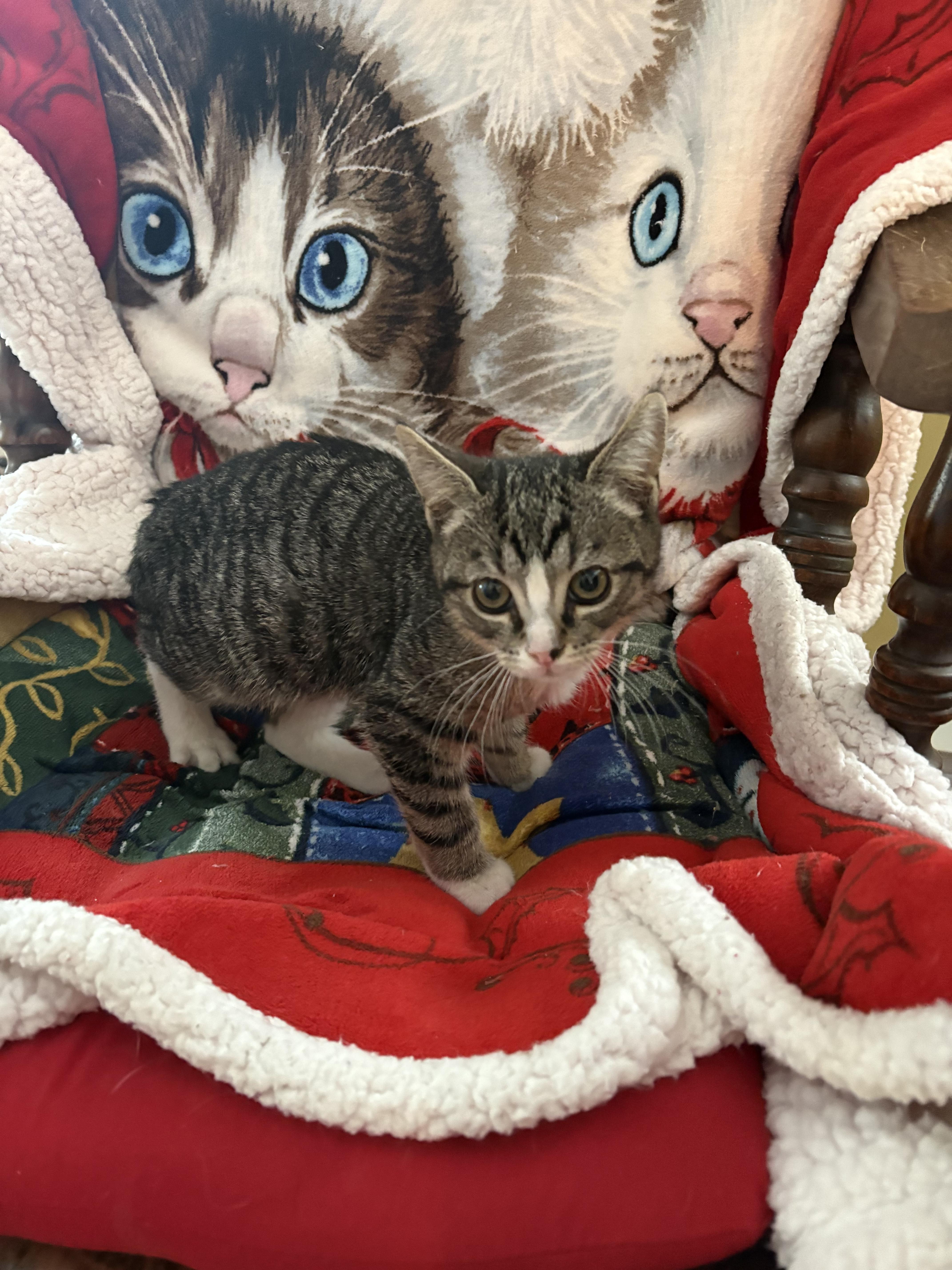 Enlarge Tite Face, a Adoptable Domestic Short Hair in Richelieu, QC image 3/5