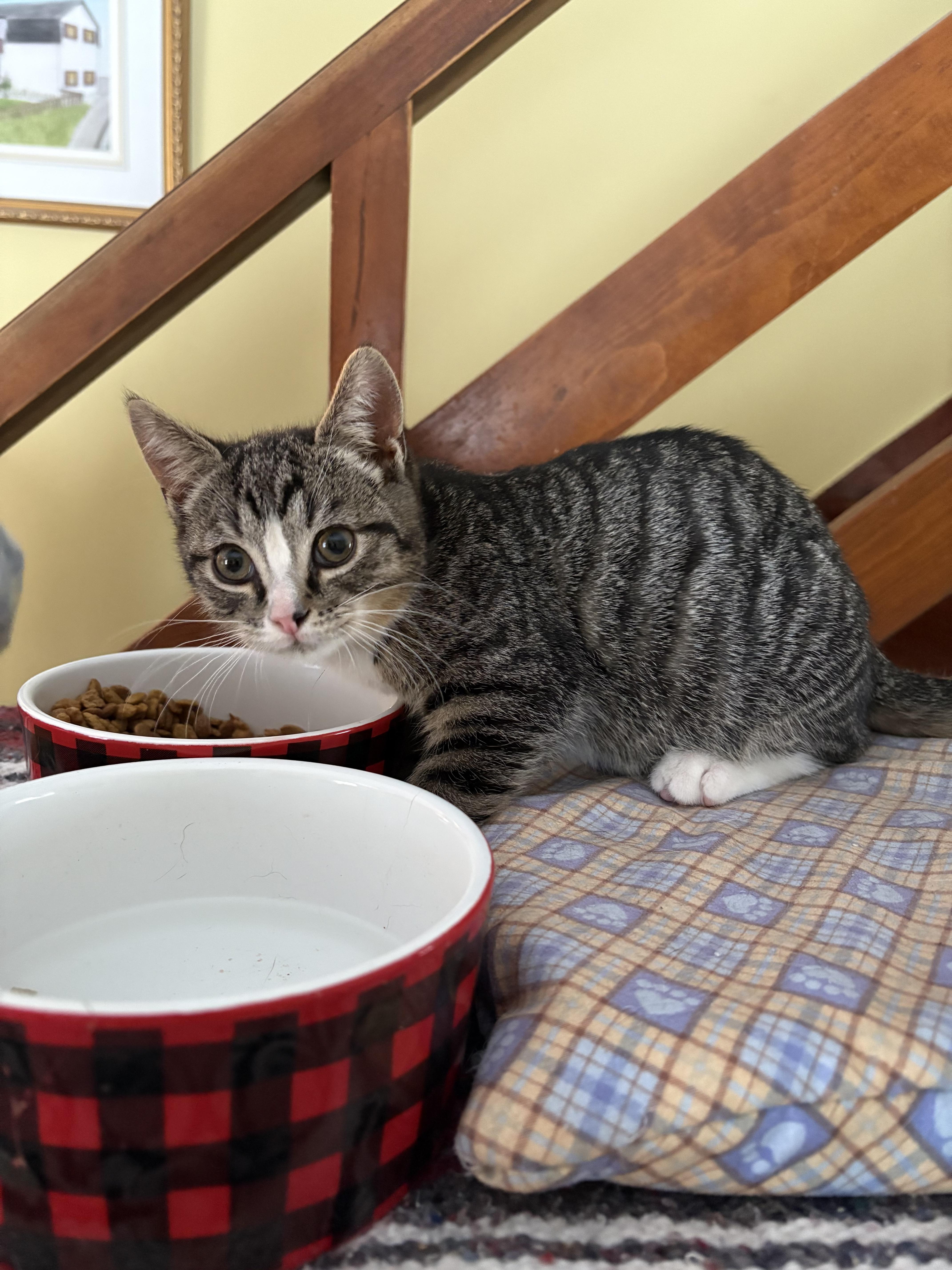 Enlarge Tite Face, a Adoptable Domestic Short Hair in Richelieu, QC image 4/5