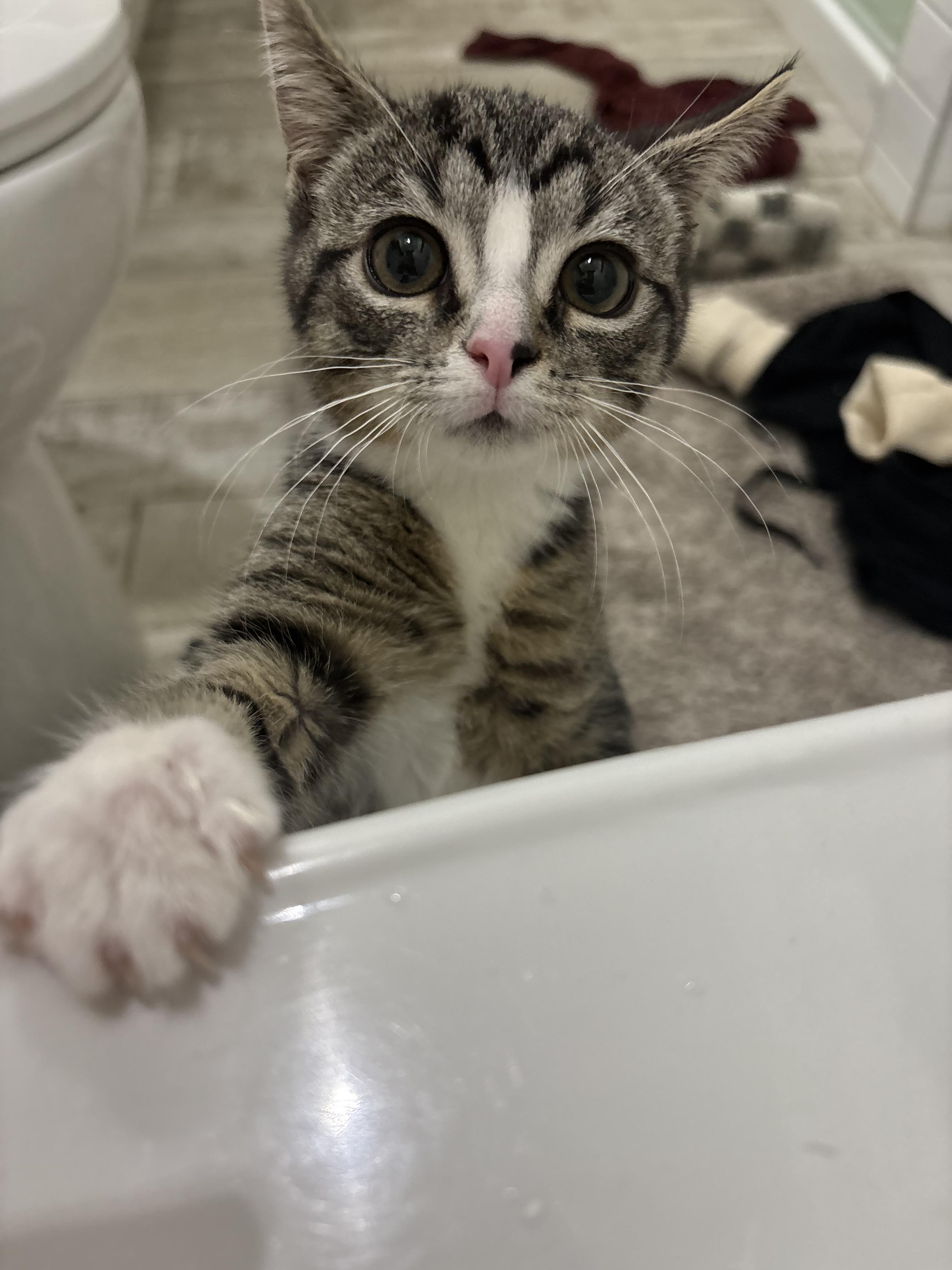 Enlarge Tite Face, a Adoptable Domestic Short Hair in Richelieu, QC image 1/5