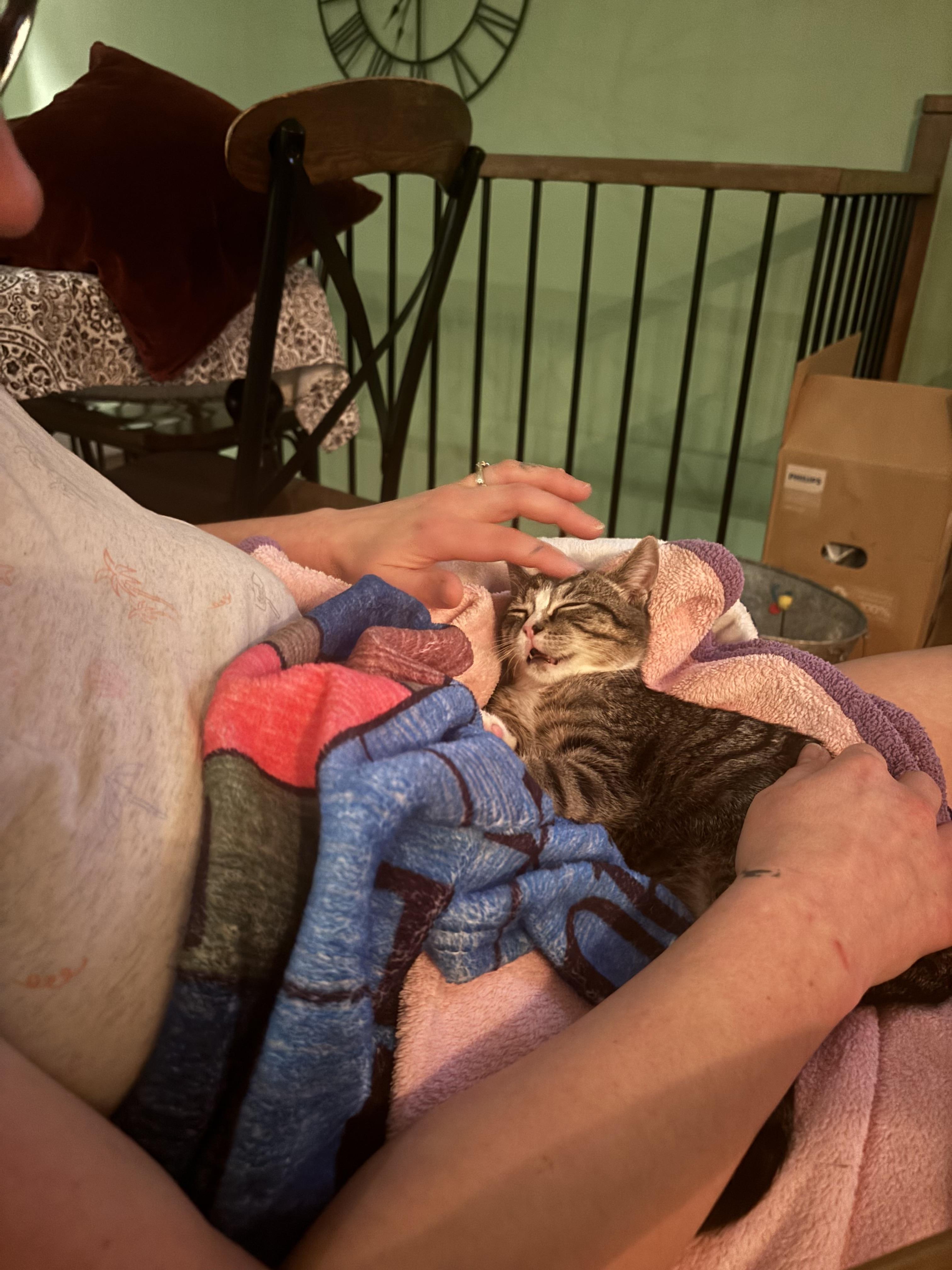 Enlarge Tite Face, a Adoptable Domestic Short Hair in Richelieu, QC image 2/5