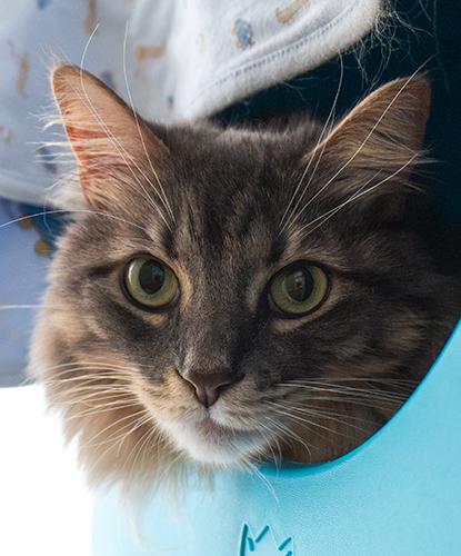 Enlarge Nala, a ADOPTABLE mixed breed in Encinitas, CA image 1/1