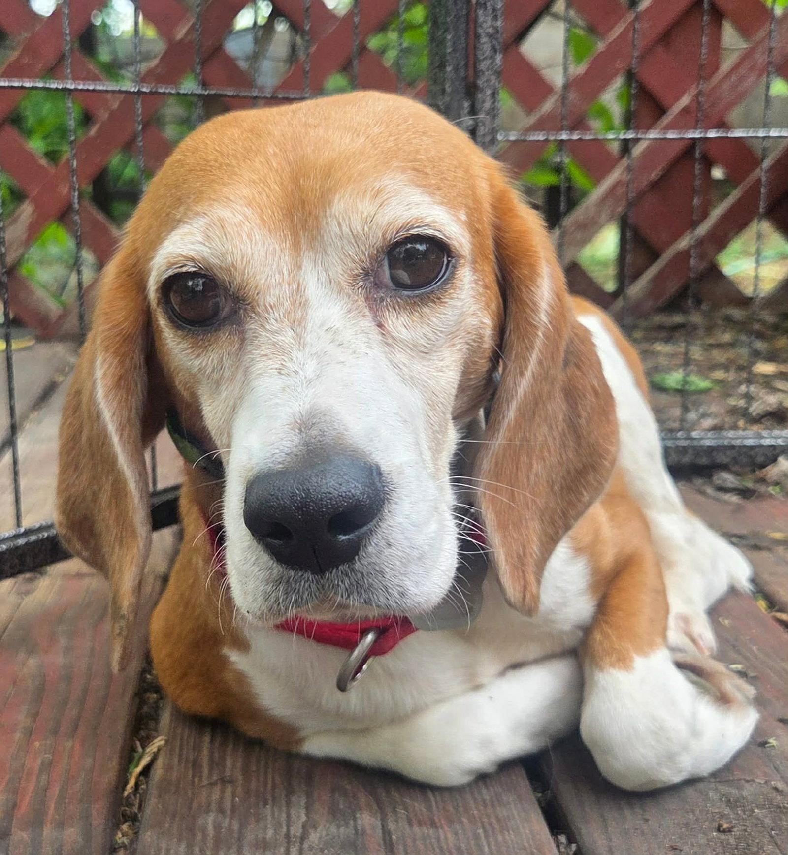 Liberty, Adoptable, Adult Female Beagle.