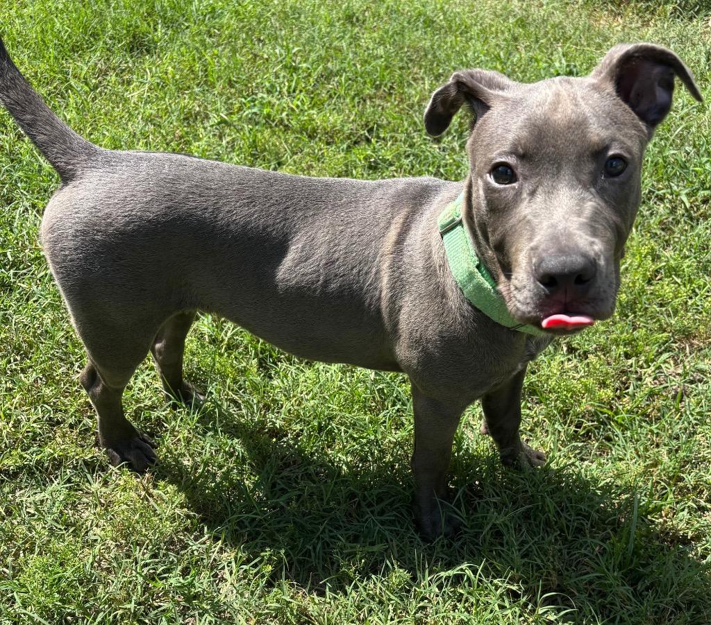 Mr.Dude, Adoptable, Puppy Male Mixed Breed.