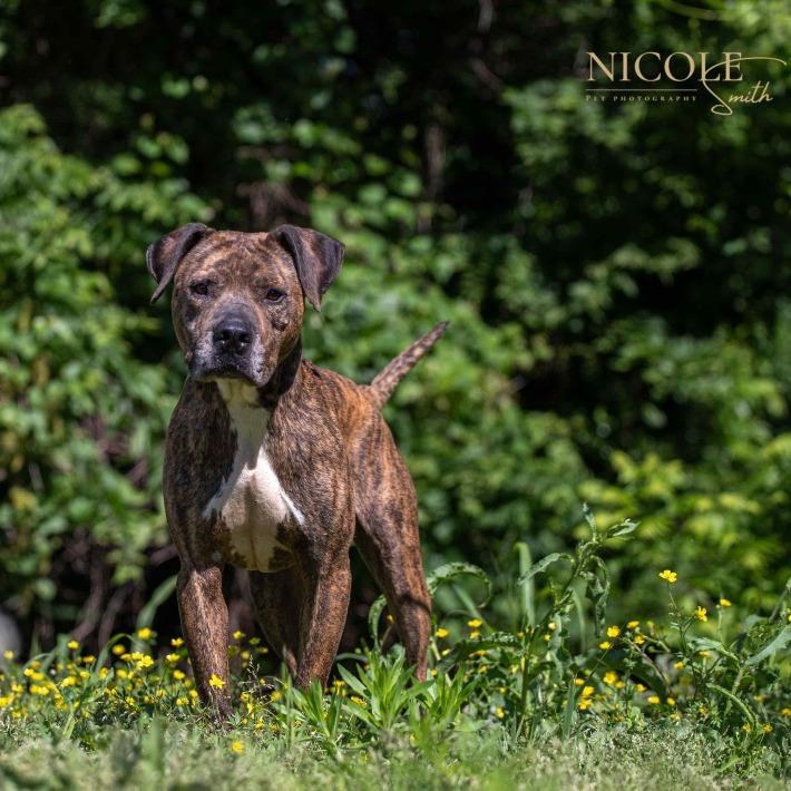 Onyx, a Adoptable Pit Bull Terrier in Henderson, KY image 1/2
