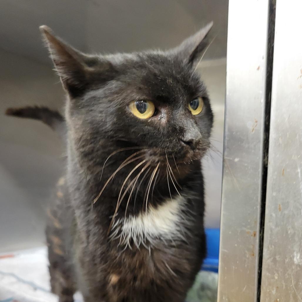 Kayli, Adoptable, Adult Female Domestic Long Hair.