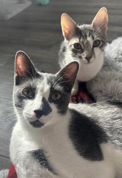 Tilde (F) and Carat (M) - bonded pair