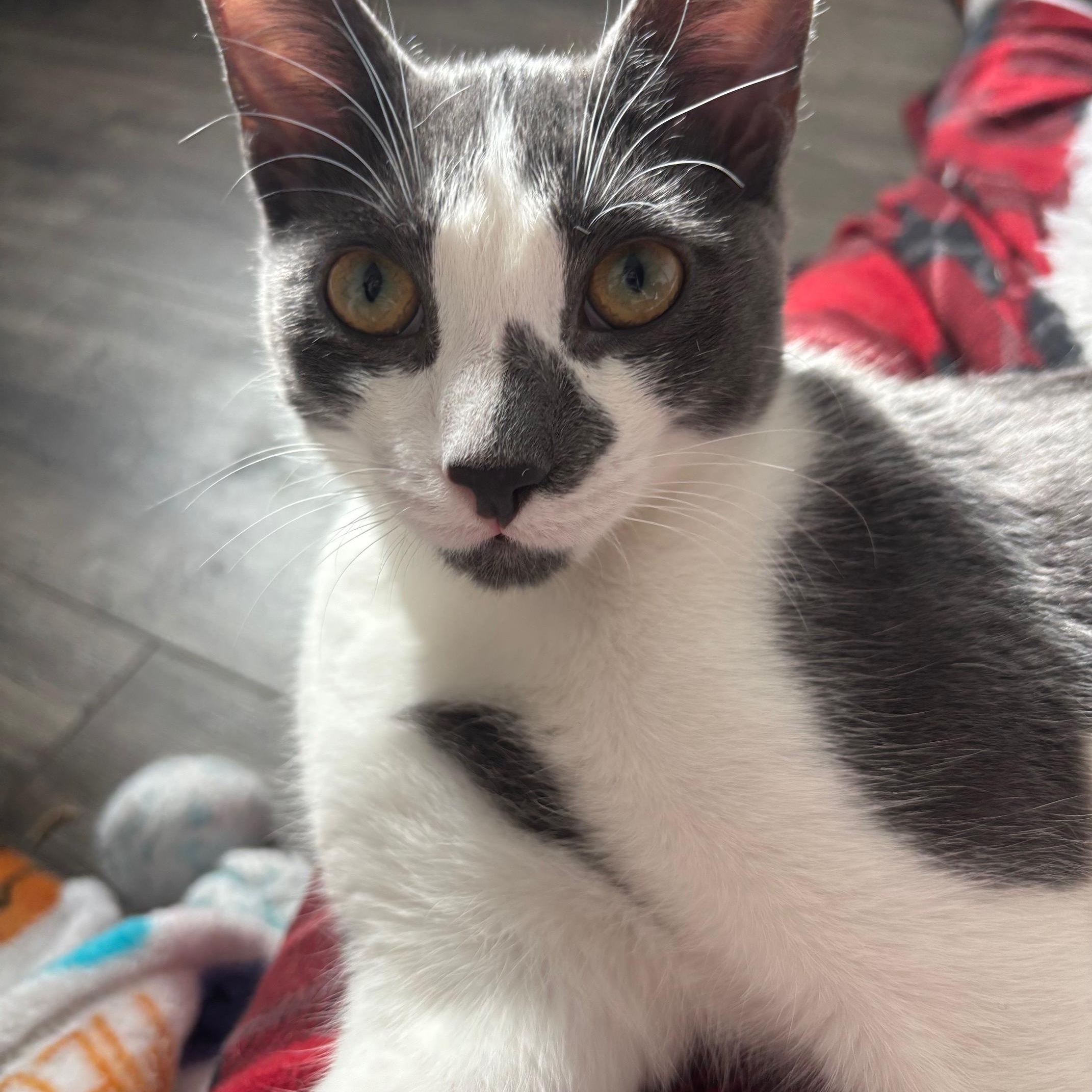 Tilde (F) and Carat (M) - bonded pair — thumbnail 2