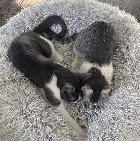 Tilde (F) and Carat (M) - bonded pair — thumbnail 3