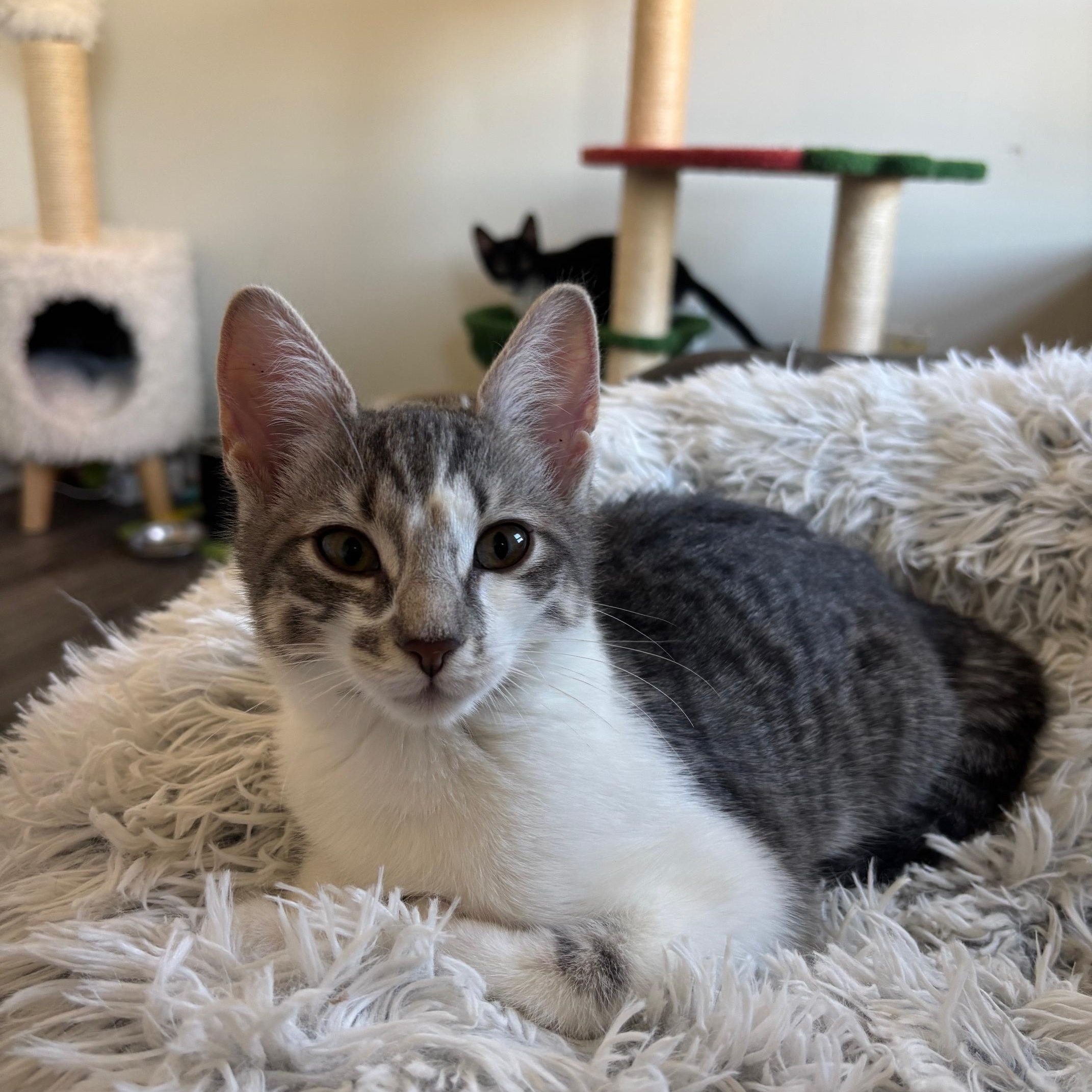 Tilde (F) and Carat (M) - bonded pair — thumbnail 4