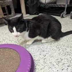 Fonzie, a Adoptable Domestic Short Hair in Annapolis, MD image 3/6