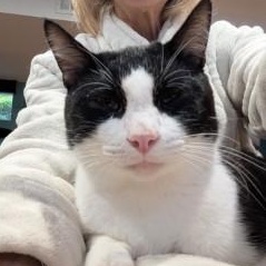 Fonzie, a Adoptable Domestic Short Hair in Annapolis, MD image 1/6