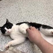 Fonzie, a Adoptable Domestic Short Hair in Annapolis, MD image 4/6