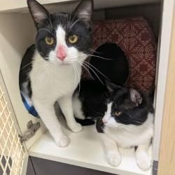 Fonzie, a Adoptable Domestic Short Hair in Annapolis, MD image 5/6
