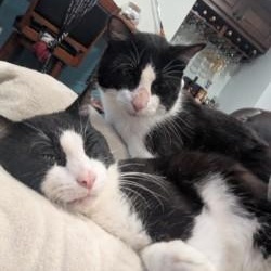 Fonzie, a Adoptable Domestic Short Hair in Annapolis, MD image 2/6