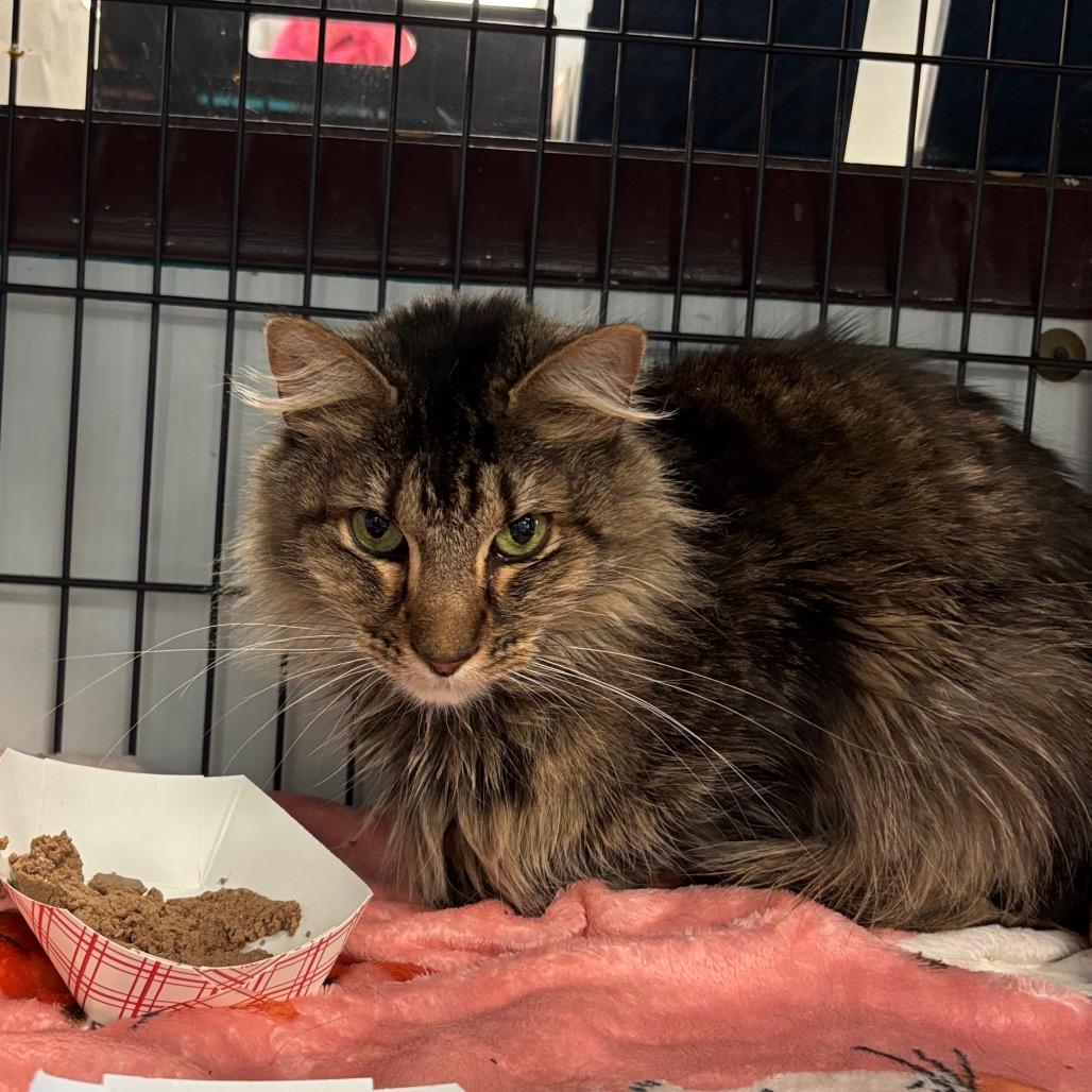 Covu, Adoptable, Adult Male Domestic Medium Hair.