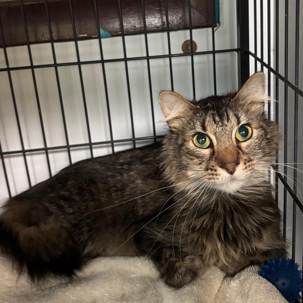 Covu, a Adoptable Domestic Medium Hair in Davenport, IA image 2/6