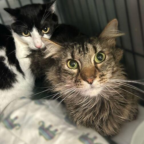 Covu, a Adoptable Domestic Medium Hair in Davenport, IA image 4/6