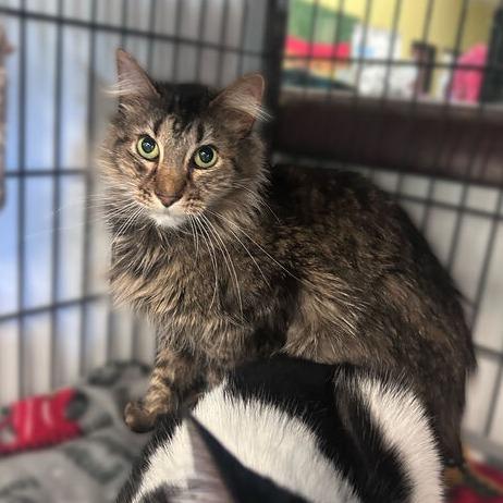 Covu, a Adoptable Domestic Medium Hair in Davenport, IA image 5/6