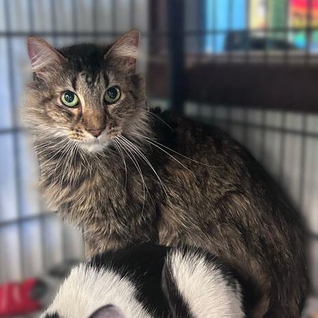 Covu, a Adoptable Domestic Medium Hair in Davenport, IA image 6/6