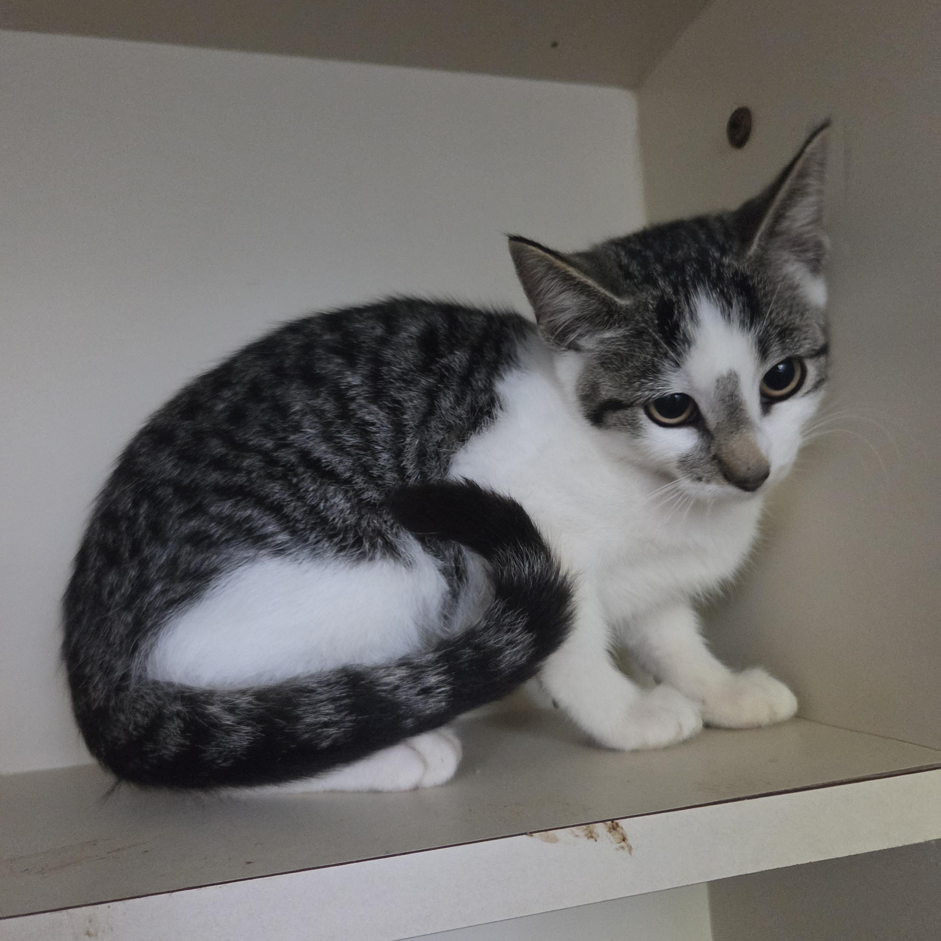 Spookles, Adoptable, Young Female Domestic Short Hair.