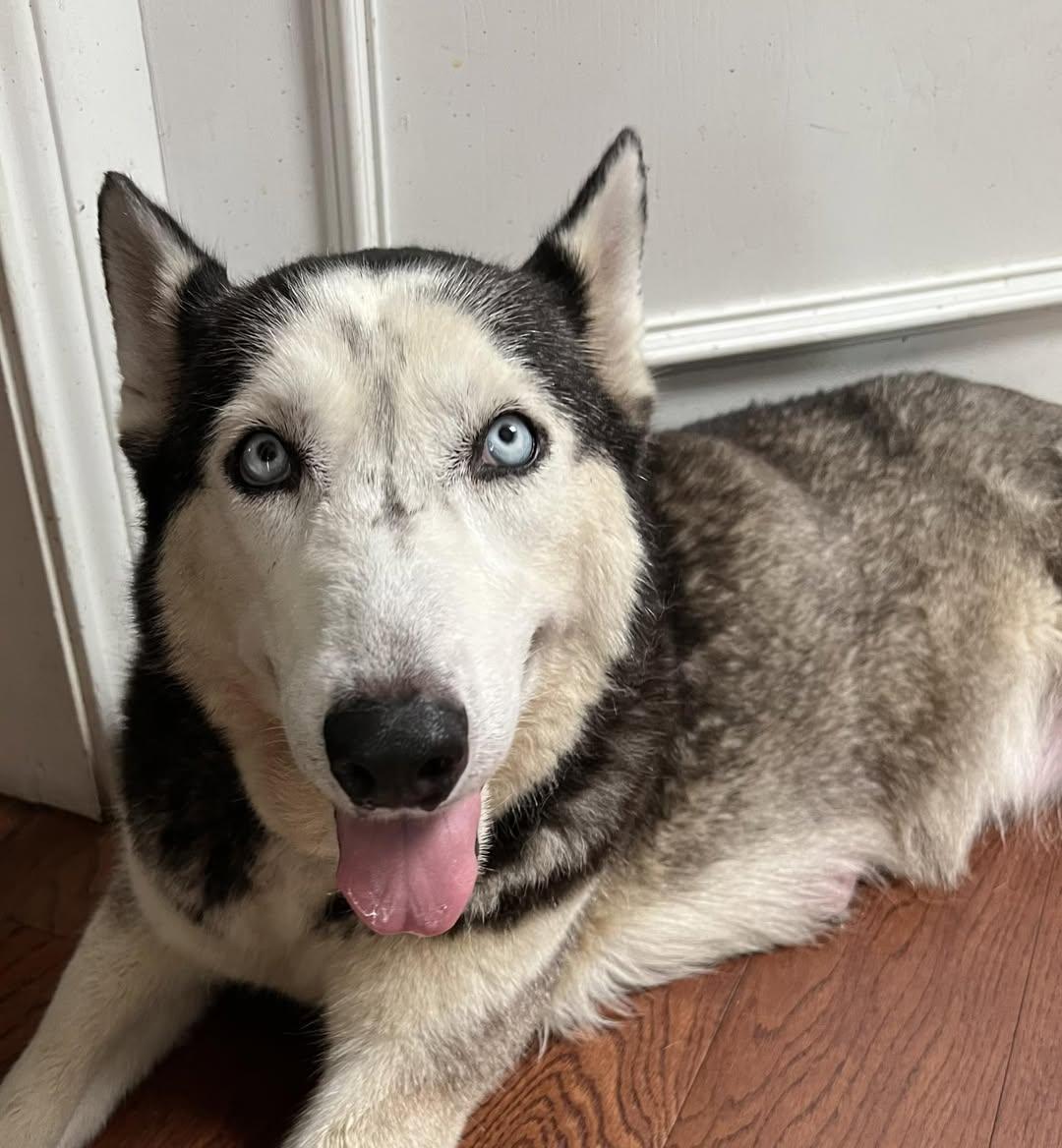 Enlarge Janeway, a Adopted Siberian Husky in Carrollton, TX image 1/3