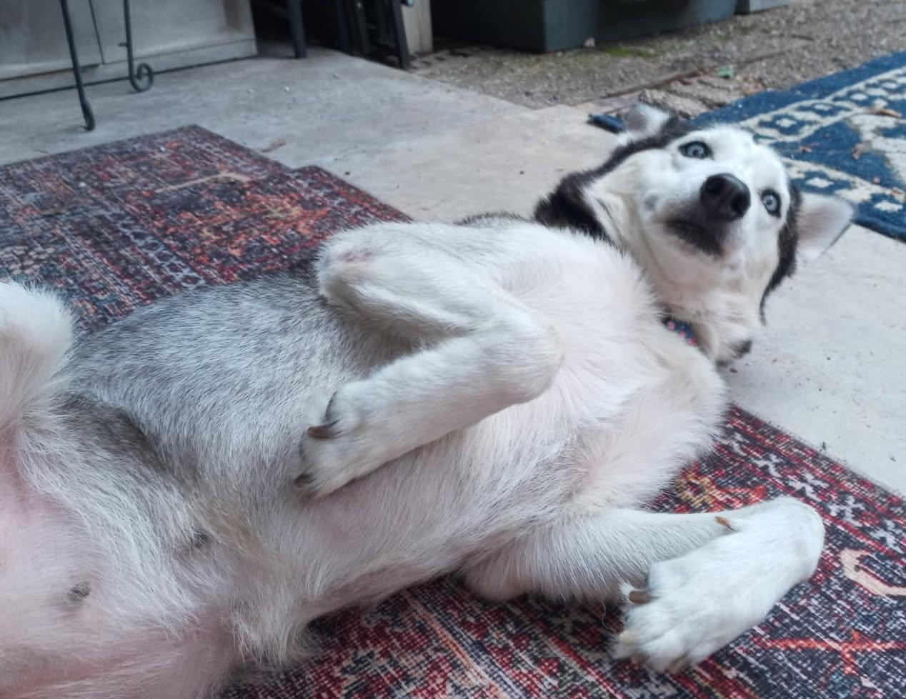 Enlarge Janeway, a Adopted Siberian Husky in Carrollton, TX image 2/3