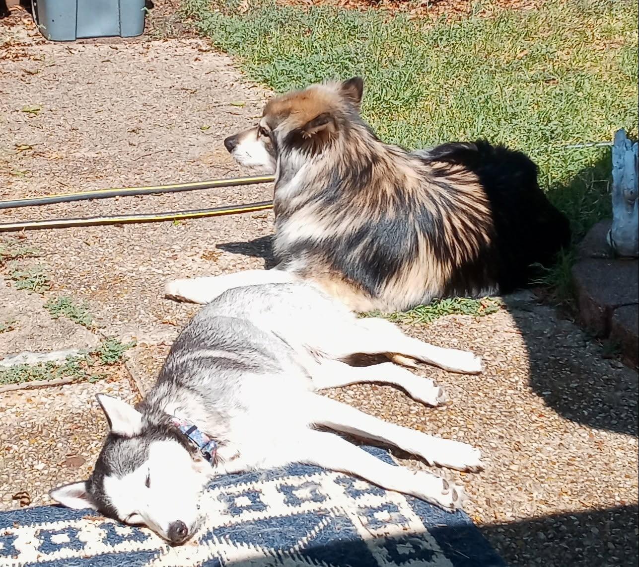 Enlarge Janeway, a Adopted Siberian Husky in Carrollton, TX image 3/3