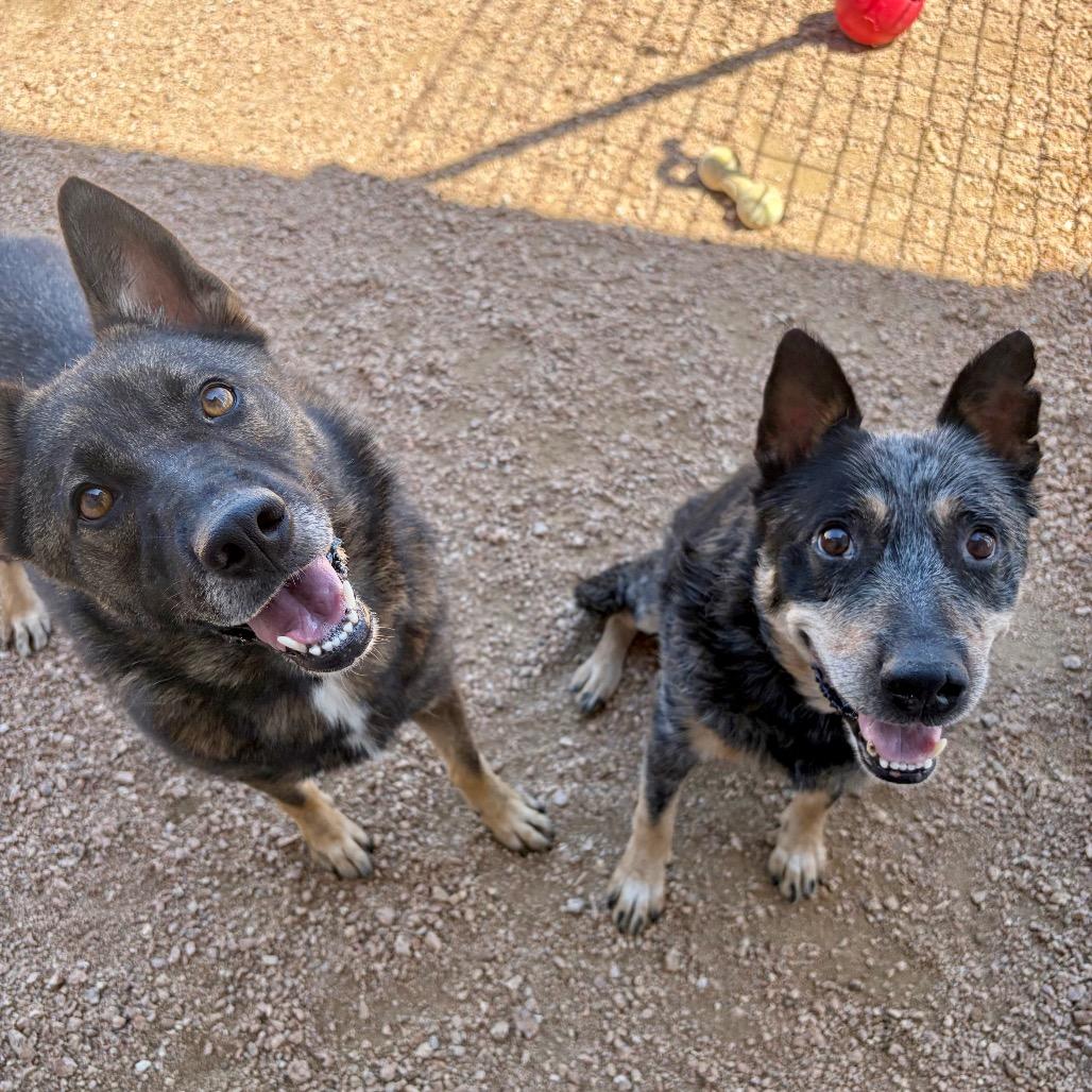 Magnolia KCAC #603.26, a Adoptable mixed breed in Kerrville, TX image 1/4