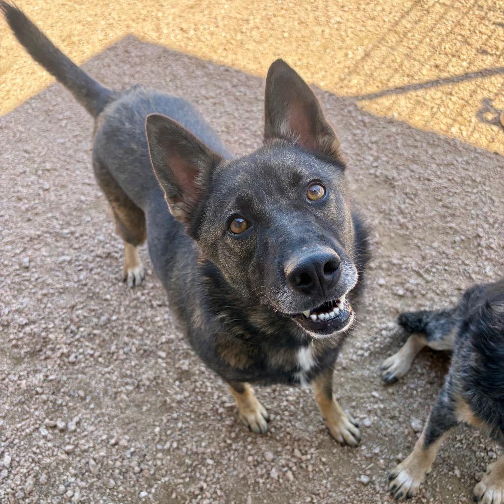 Magnolia KCAC #603.26, a Adoptable mixed breed in Kerrville, TX image 2/4