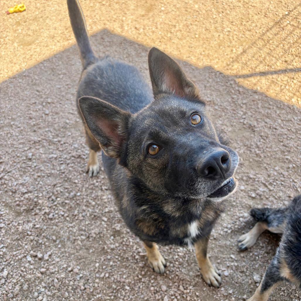 Magnolia KCAC #603.26, a Adoptable mixed breed in Kerrville, TX image 3/4