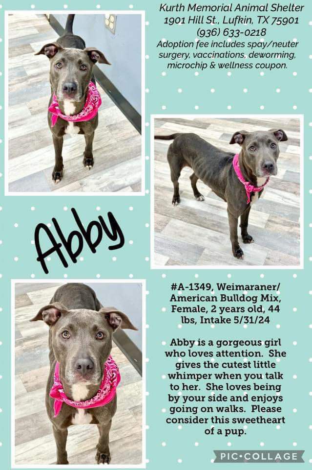 Abby, an adopted Weimaraner & American Bulldog Mix in Aulac, NB_image-1